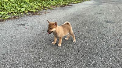 Shiba inu nhà đẻ. Mua bán Chó tại Quận 12 Tp Hồ Chí Minh được đăng bởi Kien