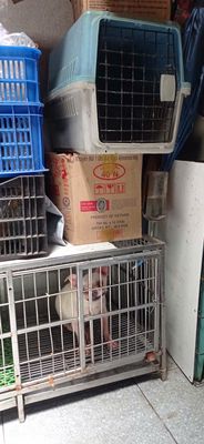 Chó Chihuahua + trắng/ đen + 7 tháng tuổi. Mua bán Chó tại Quận 11 Tp Hồ Chí Minh được đăng bởi Thảo Nguyễn