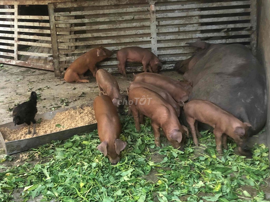 Heo con 9-11kg 1.5 tháng đã tiêm. Mua bán Thú cưng khác tại Huyện Hóc Môn Tp Hồ Chí Minh được đăng bởi Thinh Phan hình 1