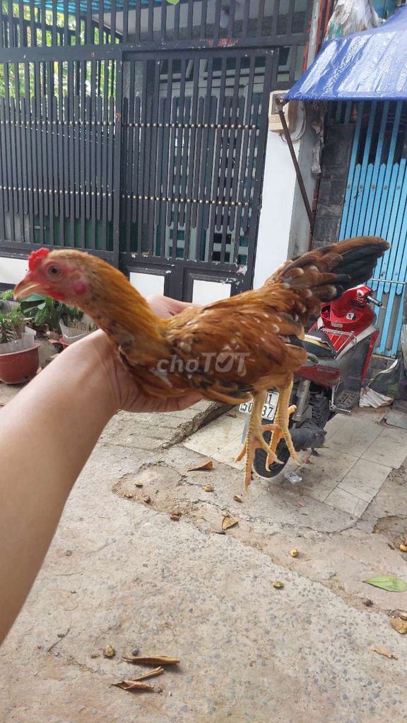 Gà tre trống 350g 5 tháng. Mua bán Gà tại Quận 8 Tp Hồ Chí Minh được đăng bởi Anh Khang hình 1