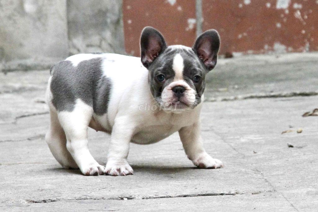 Chó Bull Pháp cái. Mua bán Chó tại Huyện Thạch Thất Hà Nội được đăng bởi Tuyến Vũ hình 1
