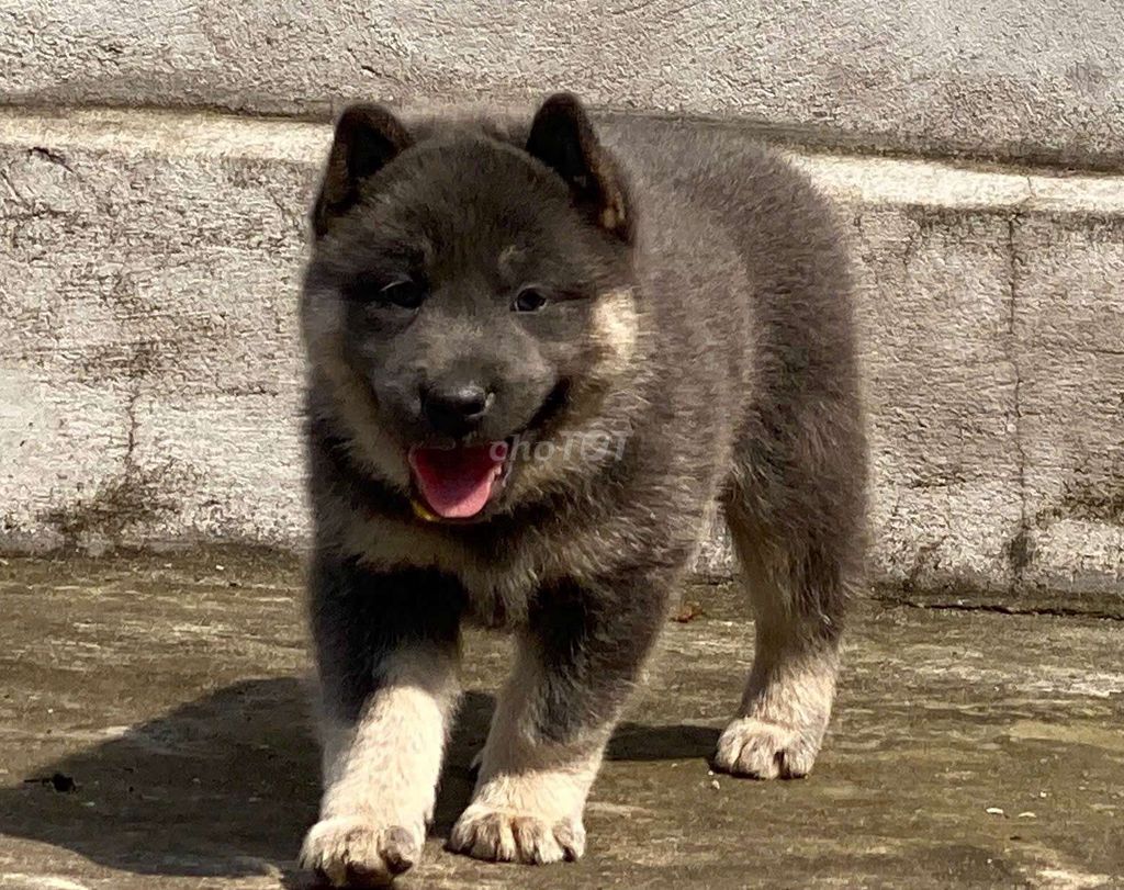 Chó Xám đục. Mua bán Chó tại Thành phố Thủ Đức Tp Hồ Chí Minh được đăng bởi cho H mong hình 1