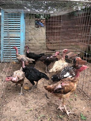 Gà mái đòn. Mua bán Gà tại Thành phố Thuận An Bình Dương được đăng bởi Hải Sơn
