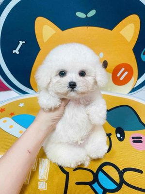 Chó boddle Trắng Cả hai