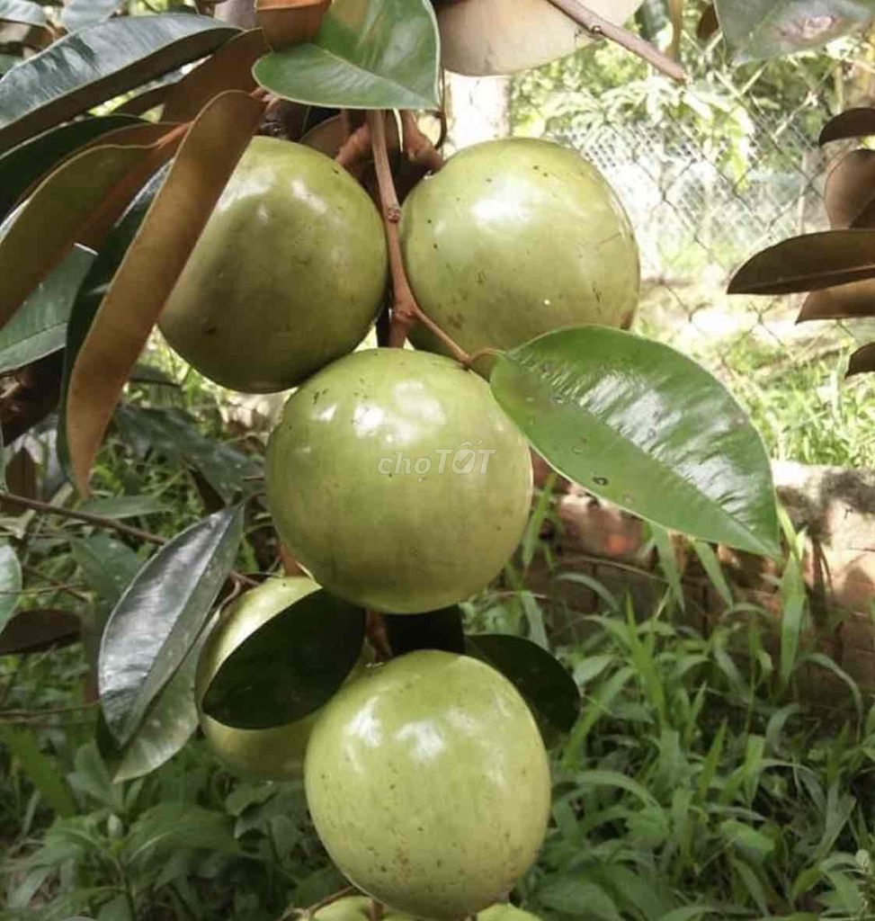 Cây giống Vú sữa Lò Rèn. Mua bán Đồ chuyên dụng, Giống nuôi trồng tại Huyện Cái Bè Tiền Giang được đăng bởi Võ Minh Luân hình 1