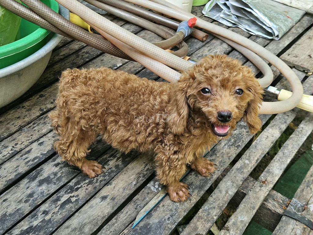 Chó Poodle đực . Mua bán Chó tại Thành phố Mỹ Tho Tiền Giang được đăng bởi Đạt Mỹ Tho  hình 1