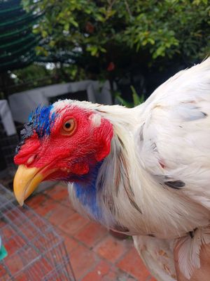 Gà 5 tháng hơn 3kg gà còn lên nhiêu. Mua bán Gà tại Huyện Củ Chi Tp Hồ Chí Minh được đăng bởi Hiền Lý Củ Chi 