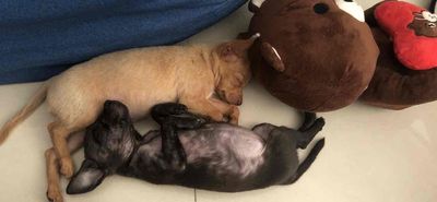 Chó Poodle lai Phốc Hươu