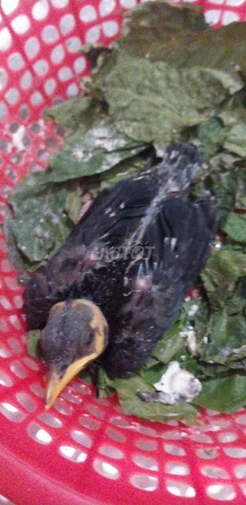 Chim Sáo đen Tây Nguyên. Mua bán Chim tại Quận Bình Tân Tp Hồ Chí Minh được đăng bởi NGhĩa hình 1