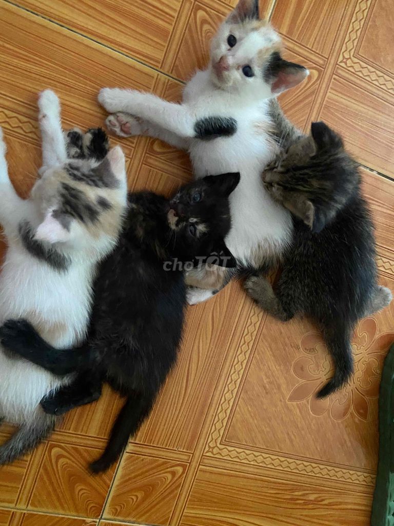 Mèo lai 2 tháng tuổi. Mua bán Mèo tại Huyện Hoài Đức Hà Nội được đăng bởi Phương hình 1