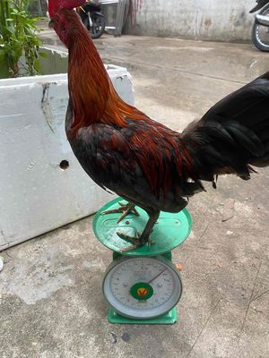 bán. Mua bán Gà tại Quận 12 Tp Hồ Chí Minh được đăng bởi Huy Hoàng