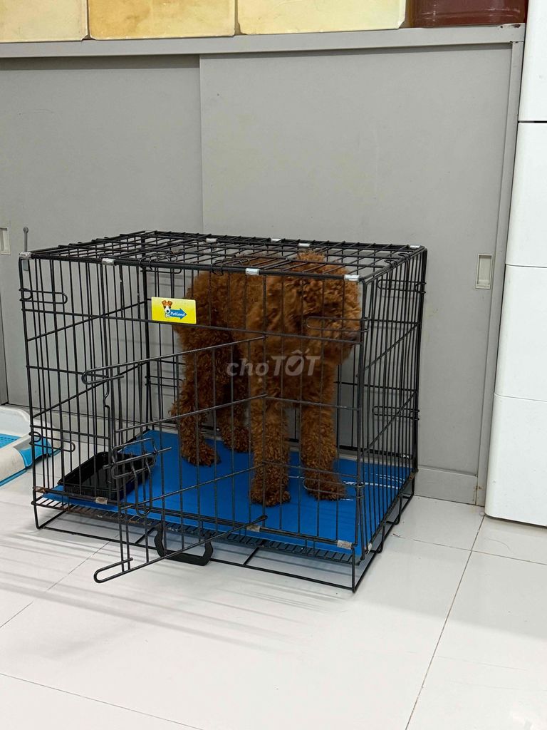 phối giống Poodle Tini Đực Nâu. Mua bán Phụ kiện, Thức ăn, Dịch vụ tại Quận Bình Tân Tp Hồ Chí Minh được đăng bởi Kim Cao hình 1