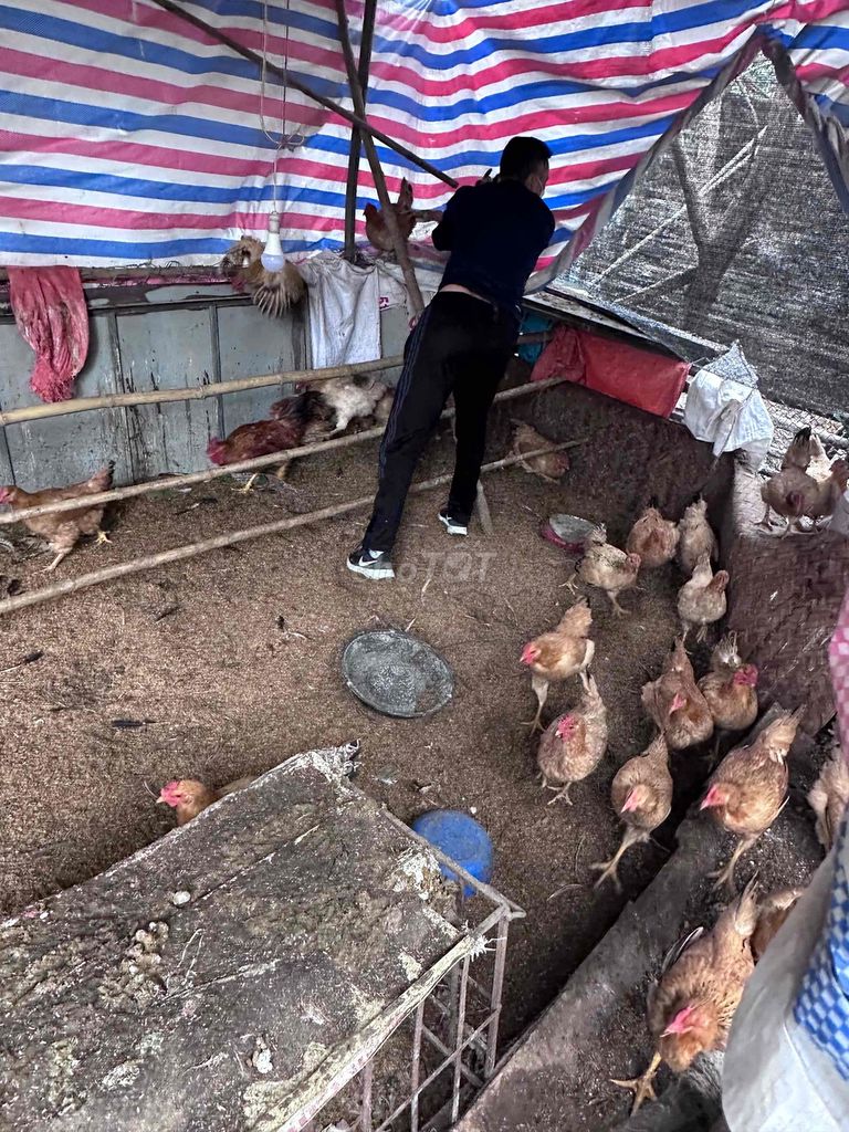 Gà ri thả vườn. Mua bán Gà tại Huyện Đan Phượng Hà Nội được đăng bởi Gà Ta Thả Vườn Hà Tây hình 1