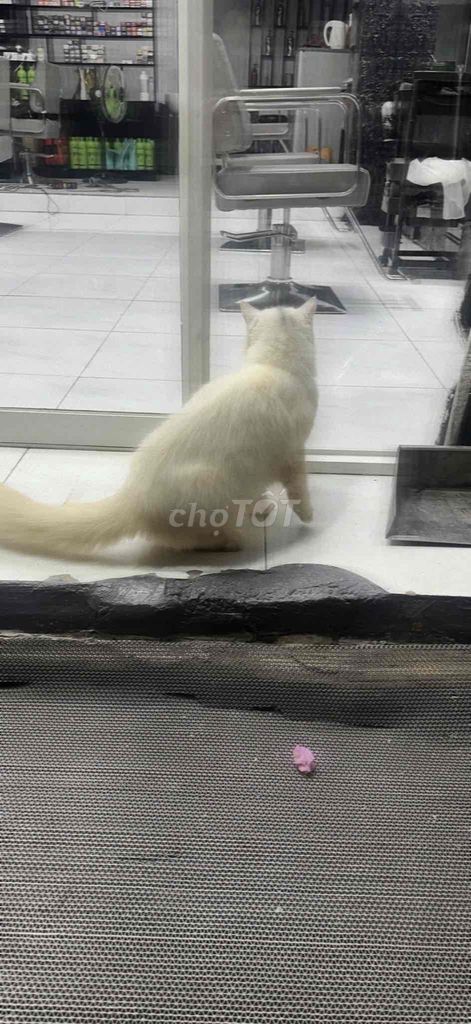 tìm nhà mới bé anh lông dài