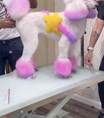 Nhuộm Tạo Hình Sáng Tạo cho chó. Mua bán Phụ kiện, Thức ăn, Dịch vụ tại Quận Thanh Xuân Hà Nội được đăng bởi Bệnh Viện Thú Cưng Việt Mỹ HN