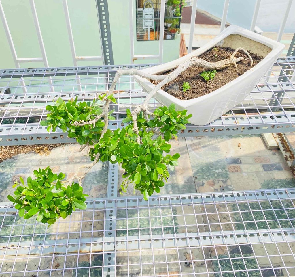 Sam Núi Bông Tím Bonsai Có Kết Trái, Dáng Thác Đổ. Mua bán Cây cảnh, đồ trang trí tại Quận Tân Phú Tp Hồ Chí Minh được đăng bởi Nguyễn Hoàng hình 1