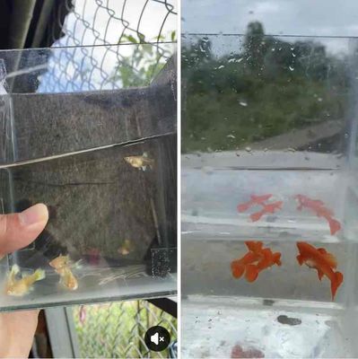 cá cảnh guppy. Mua bán Thú cưng khác tại Huyện Thanh Bình Đồng Tháp được đăng bởi HT Guppy GoldFish