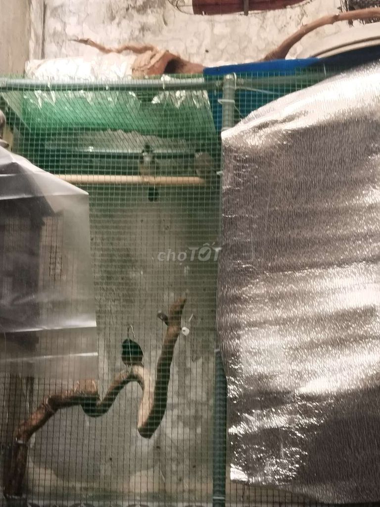 Thanh lý. Mua bán Chim tại Huyện Bình Chánh Tp Hồ Chí Minh được đăng bởi chào mào  hình 1