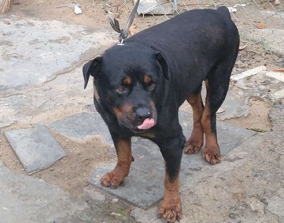 Chó Rottweiler đực 6 tuổi