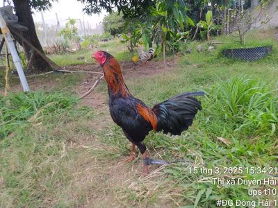 Xanh que 2k8 gà tơ. Mua bán Gà tại Quận Phú Nhuận Tp Hồ Chí Minh được đăng bởi Lê Nhớ 