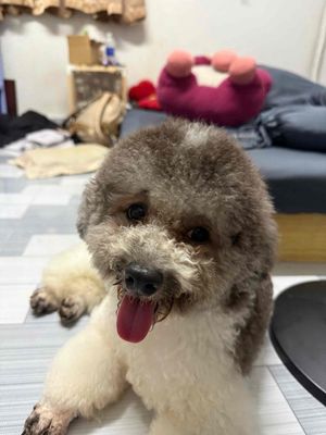 Chó Poodle màu trắng đen xen kẽ 1 tuổi. Mua bán Chó tại Quận 1 Tp Hồ Chí Minh được đăng bởi Bảo Ngọcc