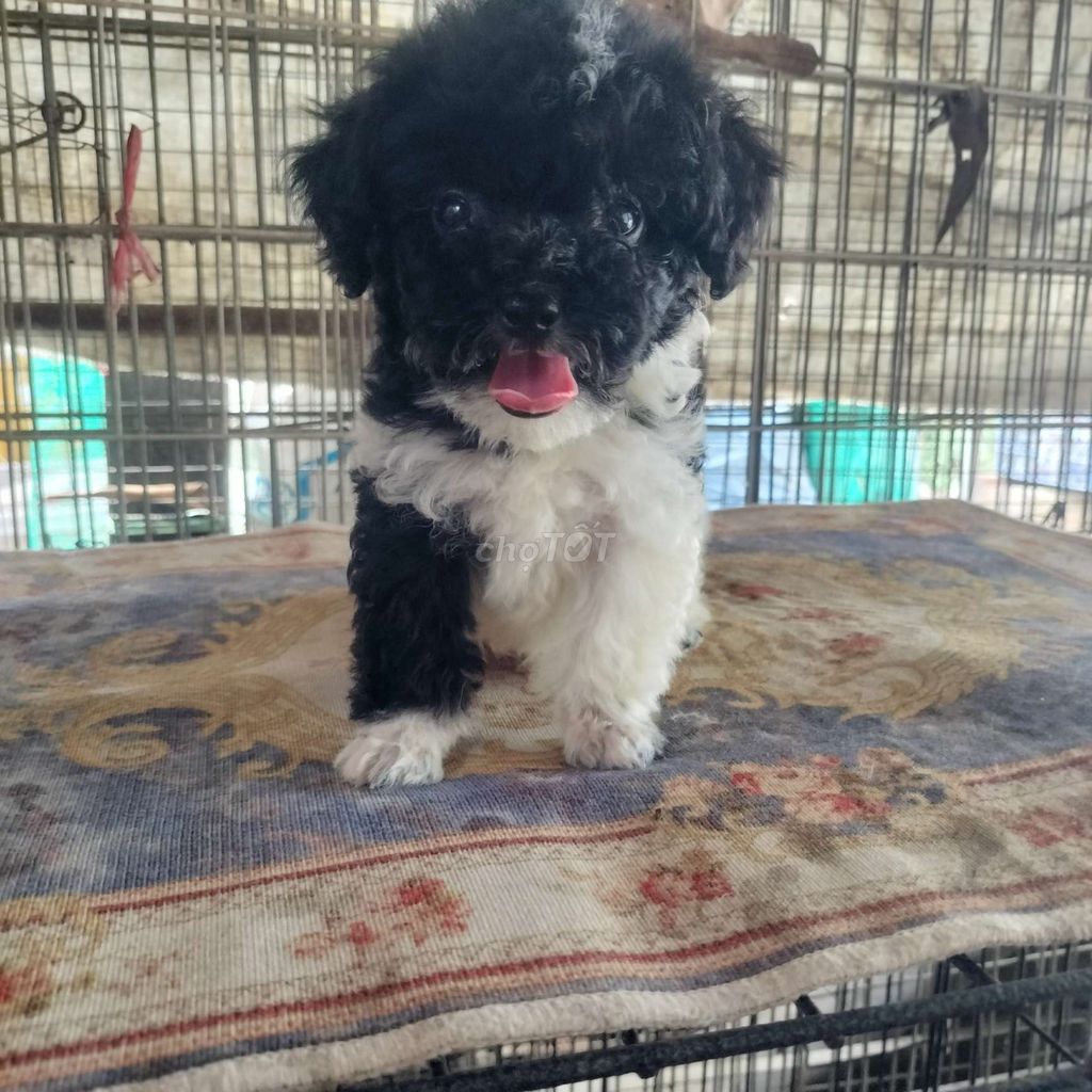 Chó Poodle Tini nhỏ. Mua bán Chó tại Huyện Định Quán Đồng Nai được đăng bởi Hồng Nhân hình 1