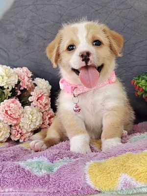 Gái Nhật  F xinh xỉu xin chào sen🌸😋