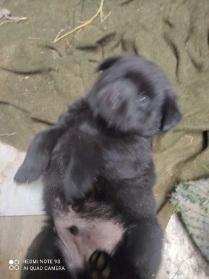 Chó gấu bác hà