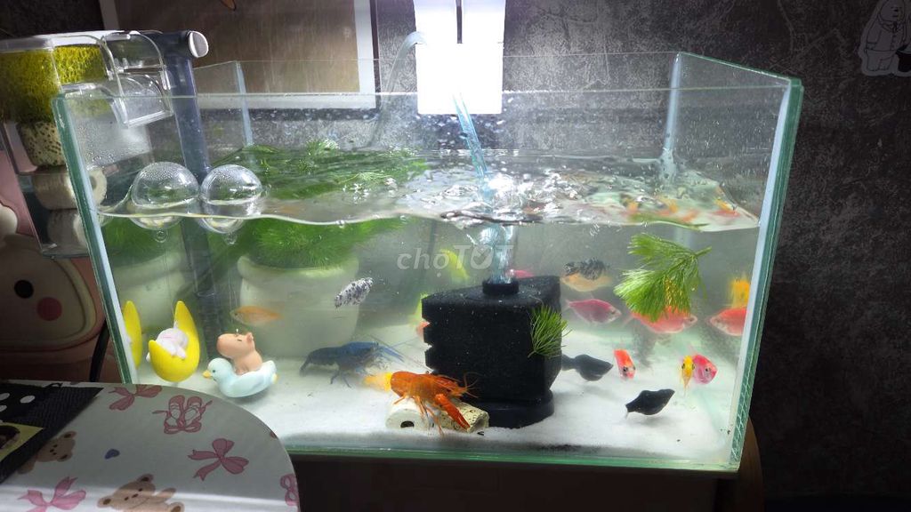 Bể cá cảnh 30cm có lọc ( tặng cá ). Mua bán Phụ kiện, Thức ăn, Dịch vụ tại Quận 5 Tp Hồ Chí Minh được đăng bởi Gia Hân hình 1