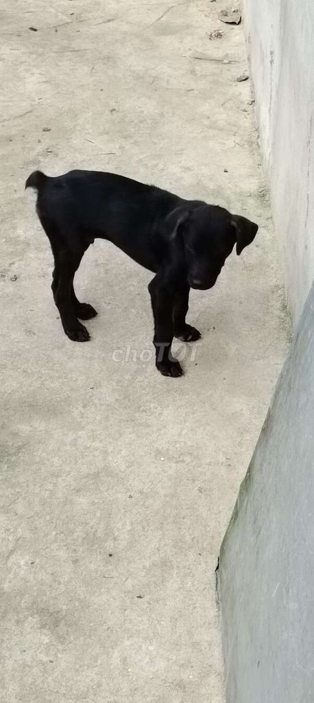 Mông cộc thỏ. Mua bán Chó tại Huyện Bàu Bàng Bình Dương được đăng bởi MrPhong hình 1