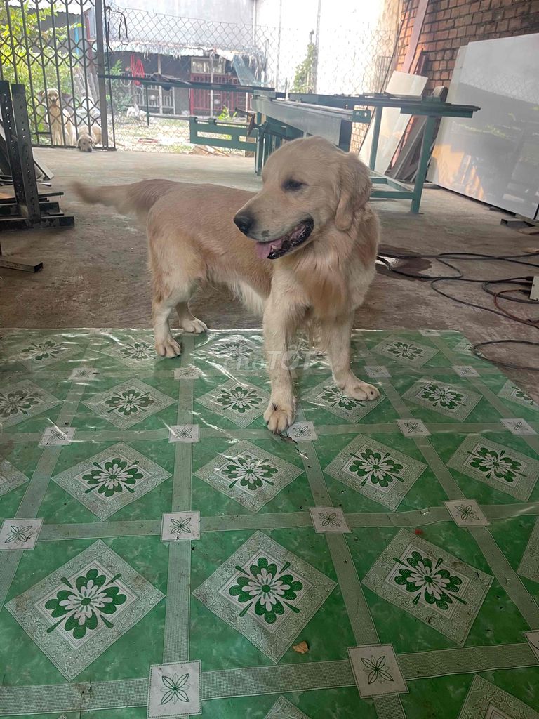 Chó Golden Retriever vàng kem. Mua bán Chó tại Thành phố Thủ Đức Tp Hồ Chí Minh được đăng bởi anh nông dân chất phác hình 1