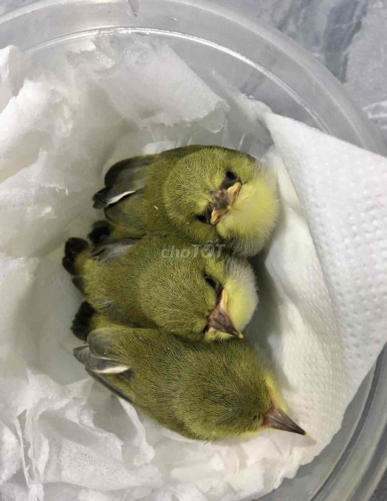 Chim Vành khuyên non Xanh vàng. Mua bán Chim tại Quận Hai Bà Trưng Hà Nội được đăng bởi Phamvan Duong hình 1