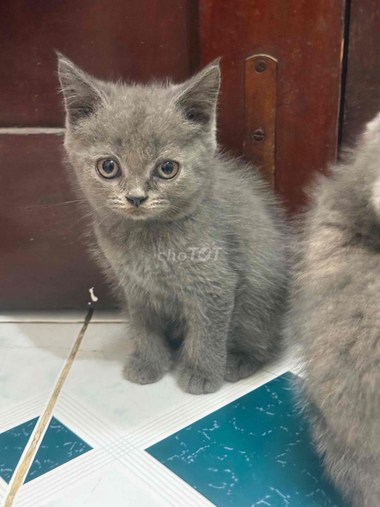 tìm nhà mới cho 2 bé. Mua bán Mèo tại Quận Ba Đình Hà Nội được đăng bởi Hà Đỗ hình 1