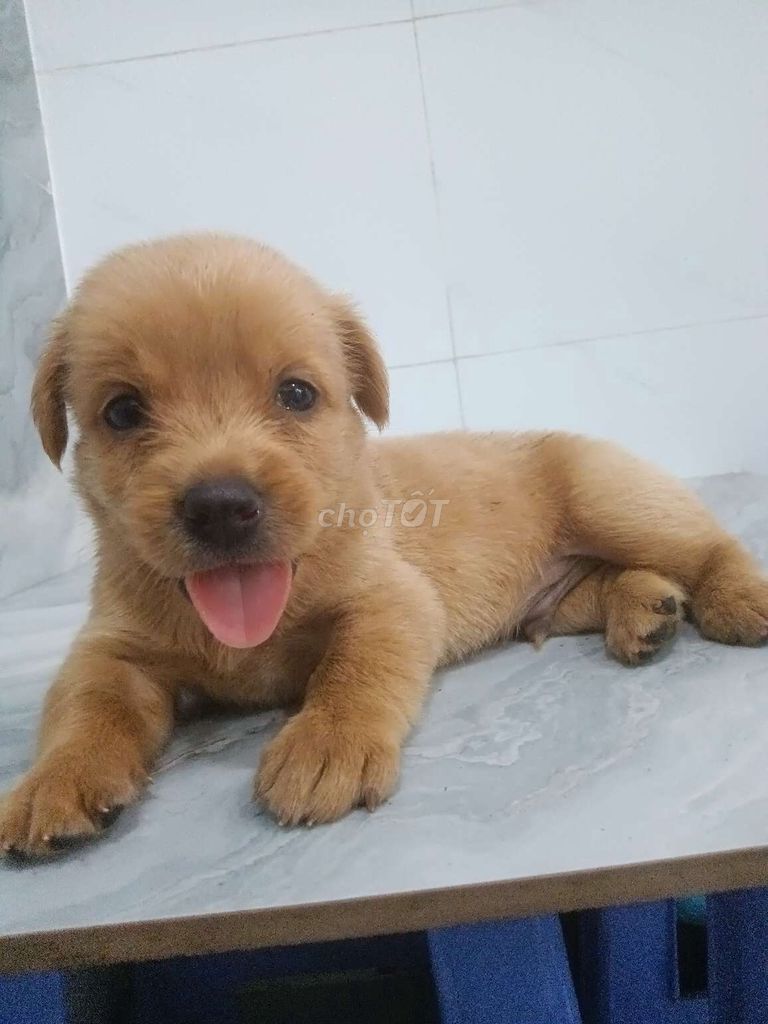 Chó Golden F1 đực lông vàng mượt rất đẹp . Mua bán Chó tại Quận 6 Tp Hồ Chí Minh được đăng bởi Tăng Chí Lương  hình 1