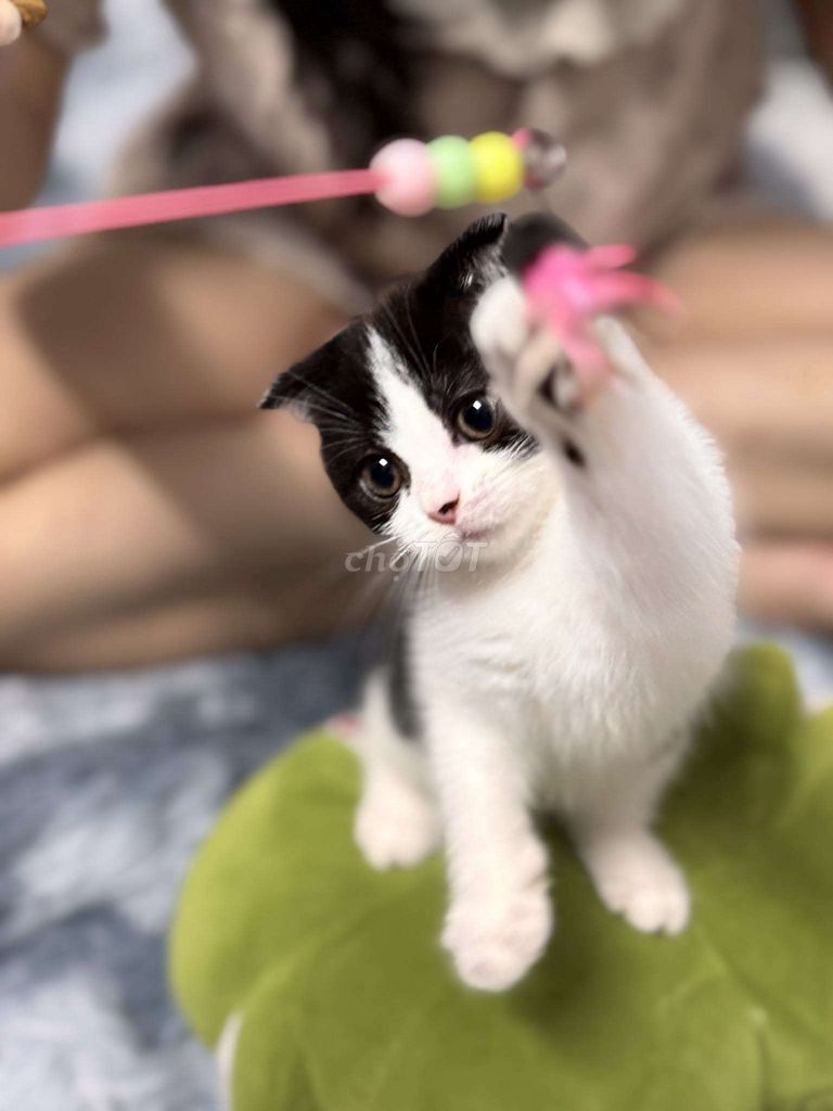 Mèo Anh lông ngắn đen trắng 2 tháng đã tiêm. Mua bán Mèo tại Quận Hai Bà Trưng Hà Nội được đăng bởi Huỳnh Nga hình 1