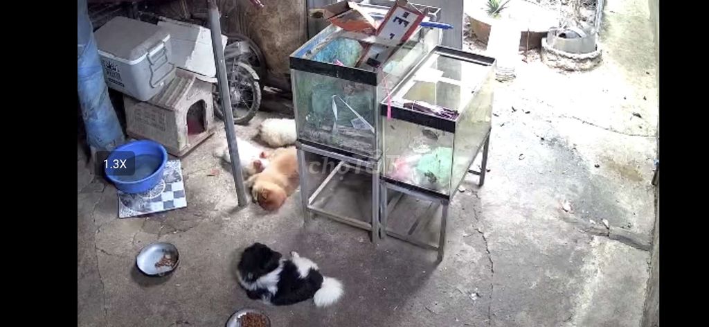 Thanh lý 2 bể cá 1m(1x0.5x0.55)& 0.8m(0.8x0.4x0.5). Mua bán Phụ kiện, Thức ăn, Dịch vụ tại Thành phố Biên Hòa Đồng Nai được đăng bởi MINH THƯ hình 1