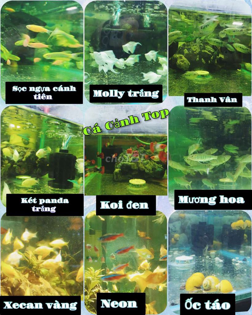 Cá sọc ngựa cánh tiên nhỏ nhiều màu. Mua bán Thú cưng khác tại Quận Liên Chiểu Đà Nẵng được đăng bởi Trương Ngân Hà hình 1