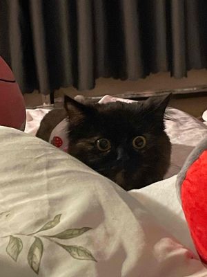 Mèo Anh lông dài chân ngắn ( 9 tháng tuổi )