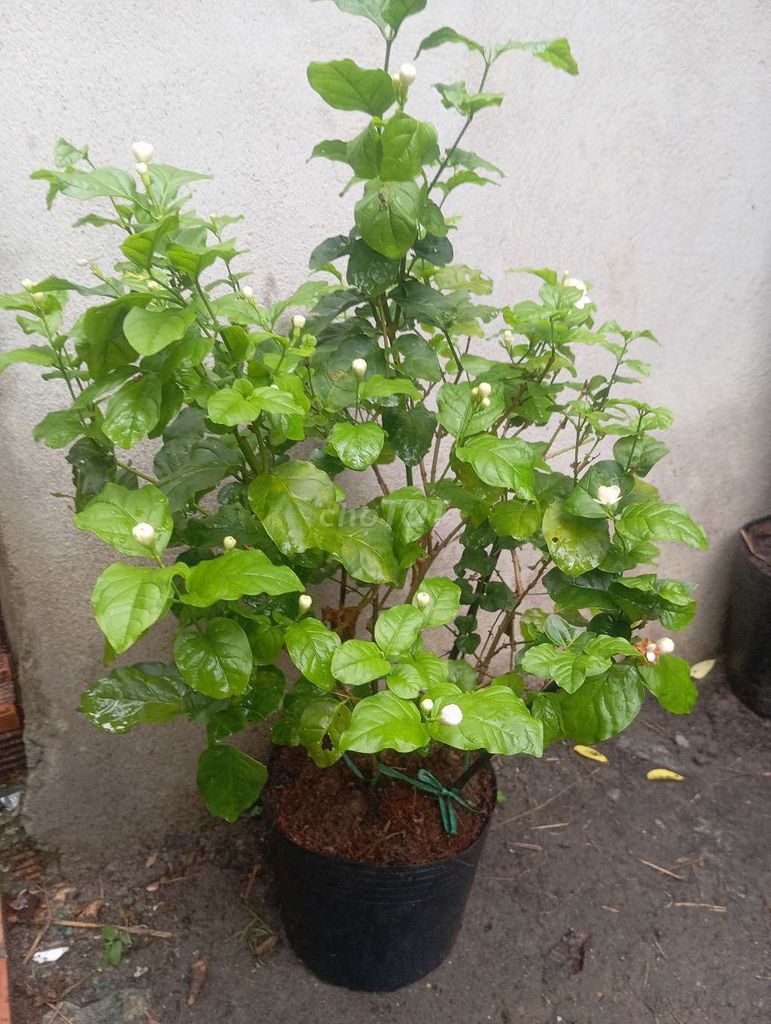 Hoa Lài bụi to hoa thơm . Mua bán Cây cảnh, đồ trang trí tại Huyện Củ Chi Tp Hồ Chí Minh được đăng bởi LT hình 1
