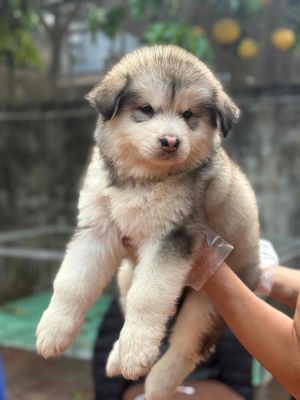Chó Alaska xám trắng 2 tháng đã tiêm