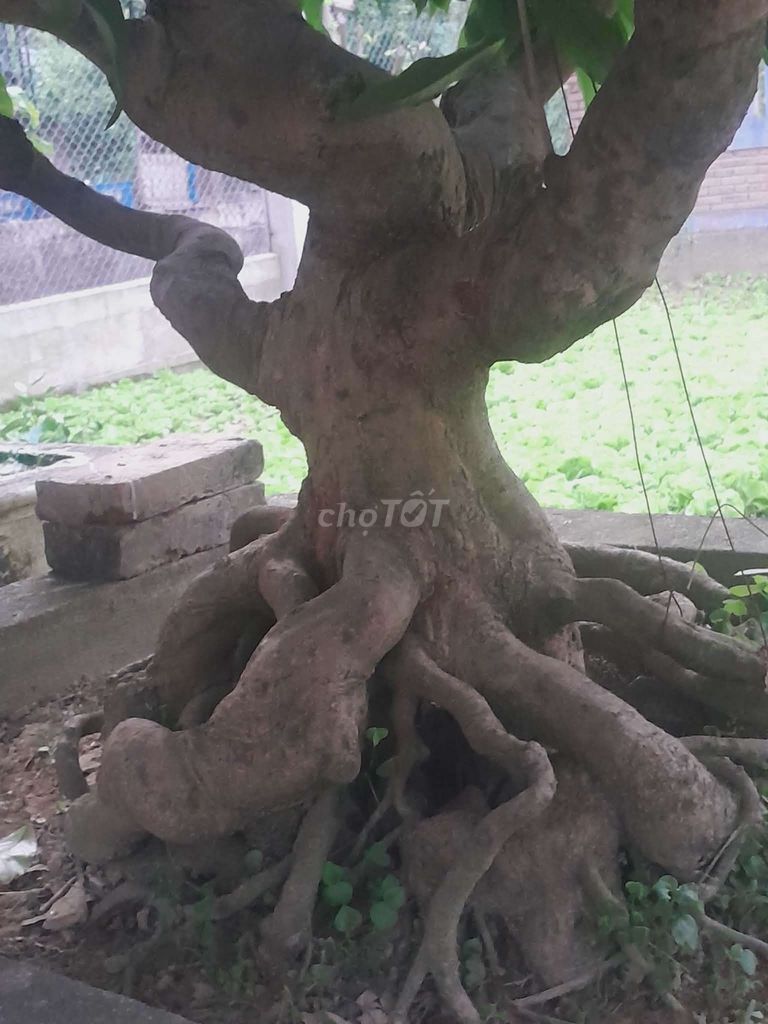 Mai vàng. Mua bán Cây cảnh, đồ trang trí tại Quận Cẩm Lệ Đà Nẵng được đăng bởi Vĩnh hình 1