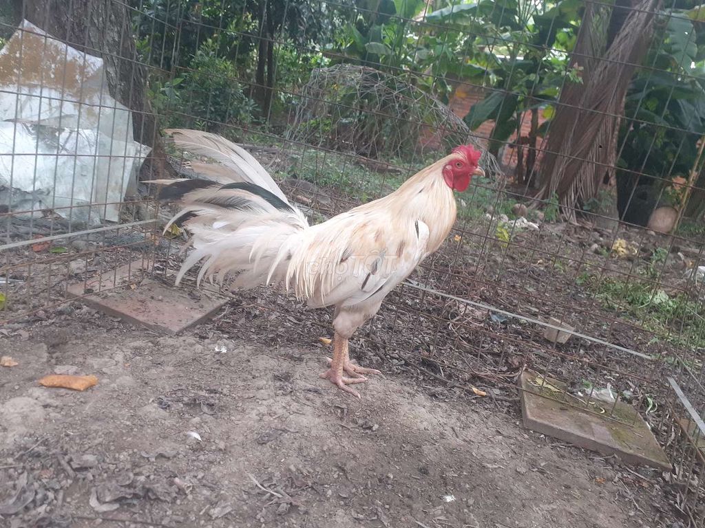 Gà trống Trắng 3kg. Mua bán Gà tại Huyện Gò Quao Kiên Giang được đăng bởi trại gà lai, lò cựa út mân kiên giang ship toàn quốc  hình 1