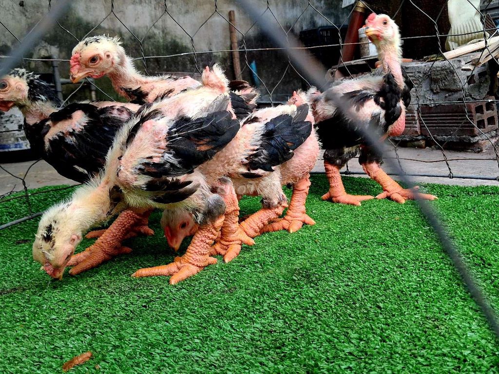 5e trống 6-8 lạng đực đã tiêm đủ ❤️❤️❤️. Mua bán Gà tại Thành phố Dĩ An Bình Dương được đăng bởi chuyên cung cấp gà đông tảo thuần chủng  hình 1