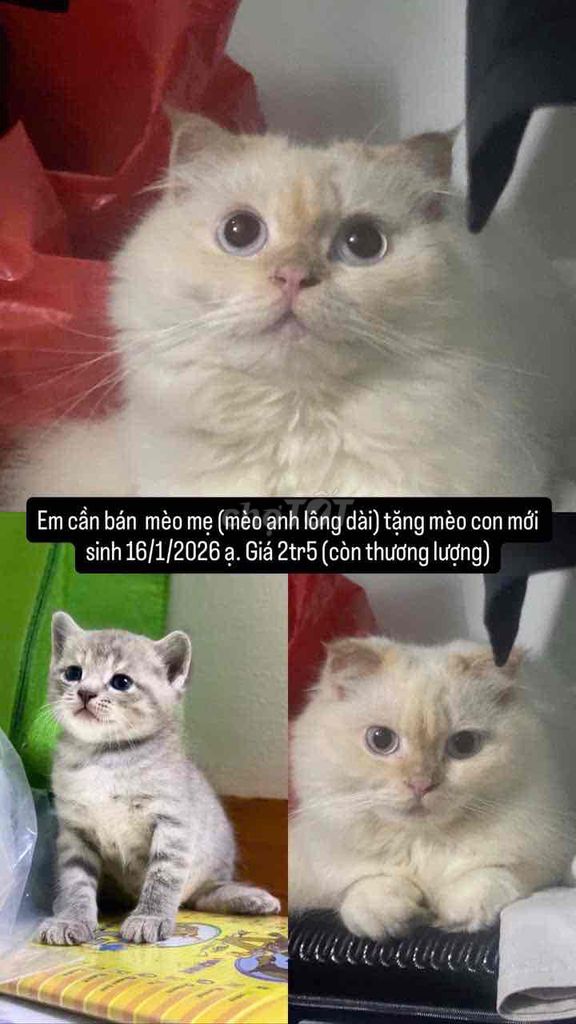 Mèo Anh lông dài cái. Mua bán Mèo tại Quận Gò Vấp Tp Hồ Chí Minh được đăng bởi Lê Quỳnh Anh hình 1
