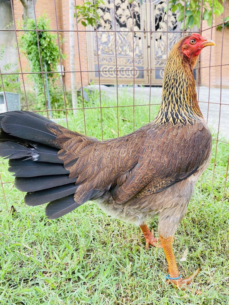 Xanh Asiu/Mỹ/Việt 2,2-2,3kg chân xanh. Mua bán Gà tại Thành phố Biên Hòa Đồng Nai được đăng bởi Đinh Hoàng Nam hình 1