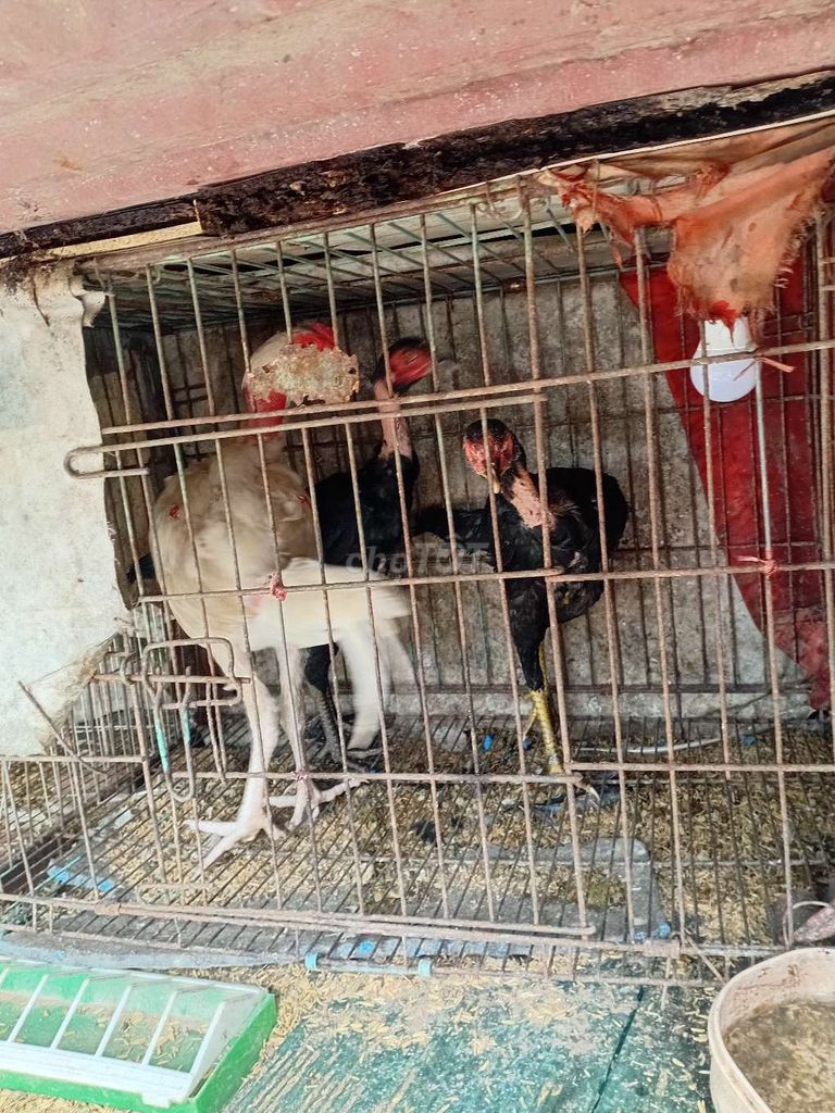 Gà nòi bạch nhạn và ô , giống hay. Mua bán Gà tại Huyện Thanh Trì Hà Nội được đăng bởi lương nhân hình 1