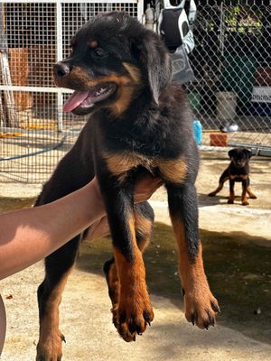 Rottweiler cái. P1. Tp Tây Ninh