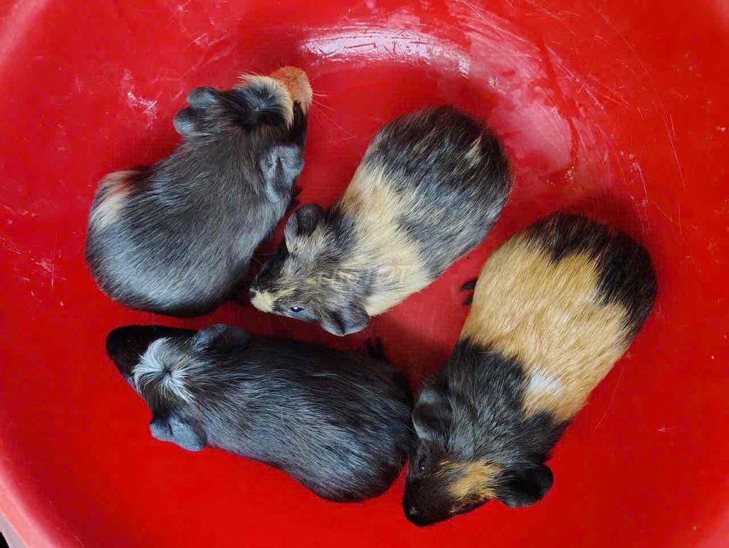 Bọ ú lai Đen, vàng, trắng. Mua bán Thú cưng khác tại Quận Bình Tân Tp Hồ Chí Minh được đăng bởi thiên châu hình 1