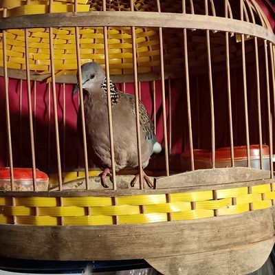 Chim Cu gáy trống hơn 1 năm