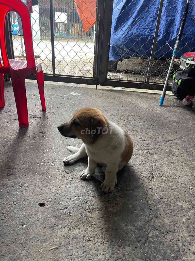 Chó nhật mau trang. Mua bán Chó tại Thành phố Thủ Dầu Một Bình Dương được đăng bởi Lý  hình 1